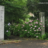 平成23年 本光寺 紫陽花まつり