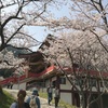 桜の開花