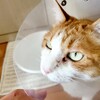 シレッとブログにふきだし導入しちゃったよーん