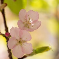 DxO PureRAW 6は買い替え必要？PureRAW 3と実写比較