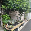昨日のメモ　不忍池周辺　蓮とか