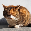 猫じゃらしと釣りの誘い。