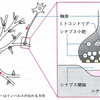 DMM英会話予習復習メモ：Staying Active in Old Age May Protect Your Brain