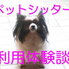 犬の留守番どうする？旅行・出張時に頼れるペットシッターと我が家の実践対策