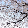 【2022年春】　世界が大変な時に咲く桜