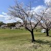 春日公園で桜見物