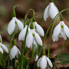 うつむいて咲く可憐な花スノードロップ