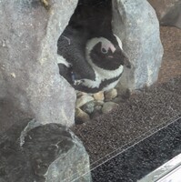 ①京都水族館のペンギンママと②千歳鮭のふるさと館とのつながり等