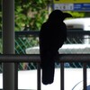 4月の鳥写真