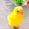 セキセイインコ おしゃべりする子に育つには