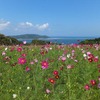 能古島の広大なコスモス畑