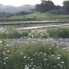 フランス菊がこーんなに