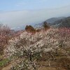 探梅行―田浦―