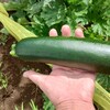 月間横浜家菜No.16 2025.7月の野菜たち