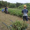 くすのき２　生活「芋畑の草取り」