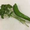 ししとうとパセリ