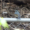 日替わりで野鳥が訪れております(靭公園探鳥2019/04/12-2019/04/15)