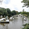 久々の井の頭公園。　“ オオサンショウウオはカレル･チャペックの夢を見るか ”　。