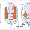 おちんちんの目的