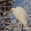 公園の野鳥達