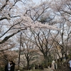 【吉野山】満開の桜 下千本～奥千本まで歩いて観光
