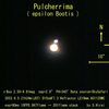 プルケリマの拡大撮影