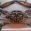 キンセンガニ おとうさん これ食べれるの