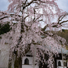 龍泉寺の枝垂れ桜　見ごろ