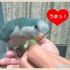 インコの野菜について