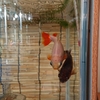 見事にシンクロする金魚たち