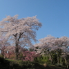 桜見納め