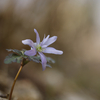 早春の花々