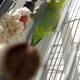 今週の🐦もぐまめ㉗ #インコ