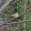 Emberiza spodocephala　アオジ