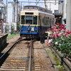 まんぼぅくん、都電とバラ🌹　三ノ輪橋駅　その12