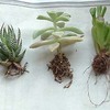 ★ 三種