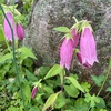 色々な花が咲いてきました ホタルブクロ、キリンソウ 2022.07.01