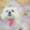 マルチーズのりんちゃん