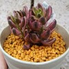 🌵多肉植物　模様が個性的なチョコレート錦🌵