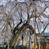 🌸春のいも桜week🌸流山清瀧院の瀧桜まつりに行って来ました！