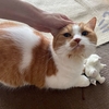 ねずみさんを捕まえて満足げな愛猫♪