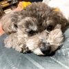 Huluを楽しむ