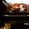 猫写真♯501