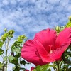 芙蓉(フヨウ)の写真素材｜著作権フリー商用可の花素材