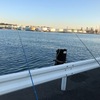 早朝アジ狙いからのカレイ釣行☆彡横浜