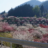 月川・花桃の里の壮観①