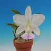 Cattleya walkeriana f.s/a`Enami'