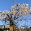 川越・しだれ桜ー川越週末散歩