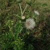 Cirsium brevicaule