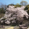 金沢城公園の桜